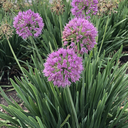 Serendipity' Allium - Photo Property of Garden Crossings LLC