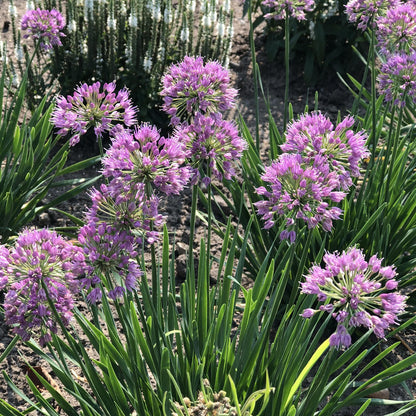 Serendipity' Allium - Photo Property of Garden Crossings LLC