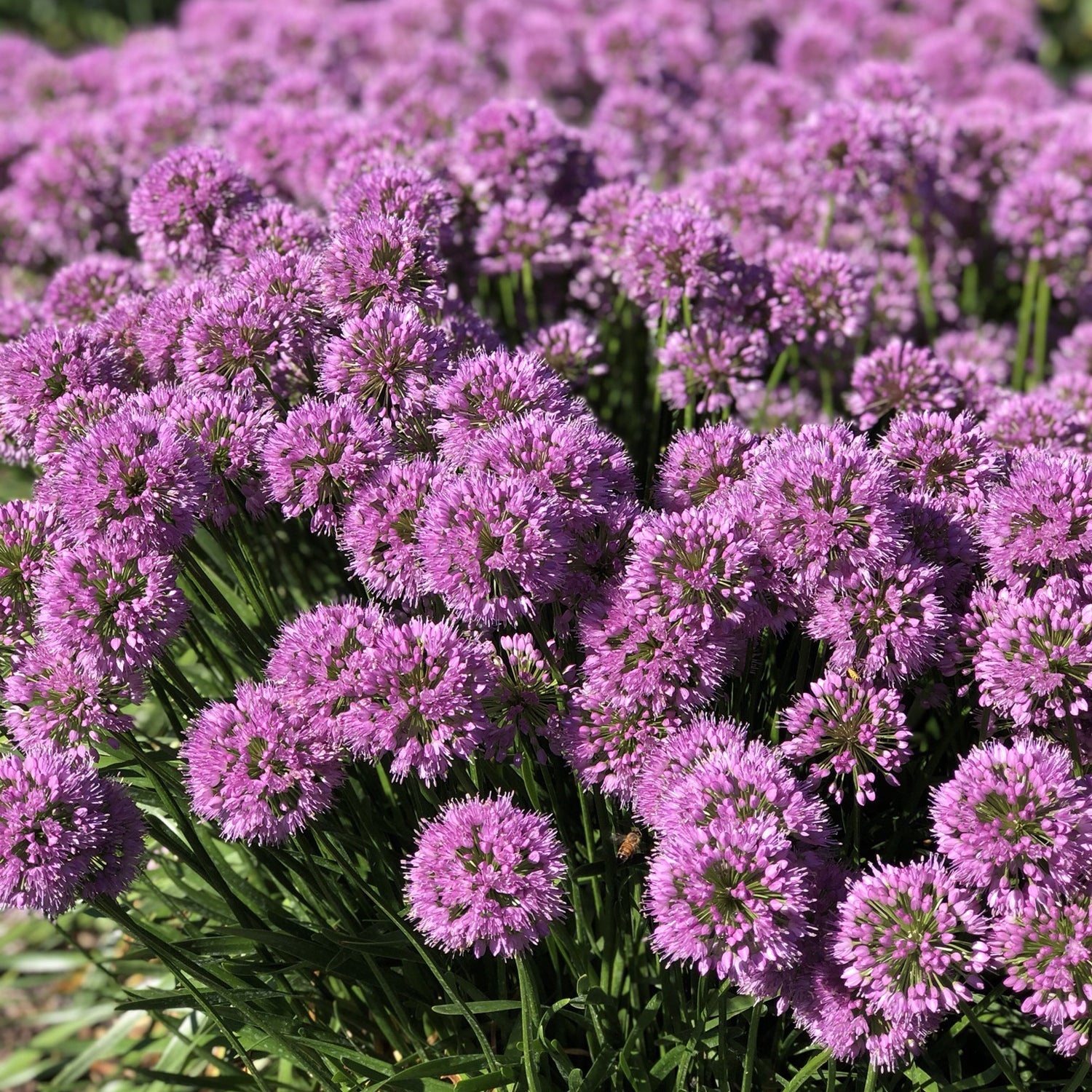 Serendipity' Allium - Photo Property of Garden Crossings LLC