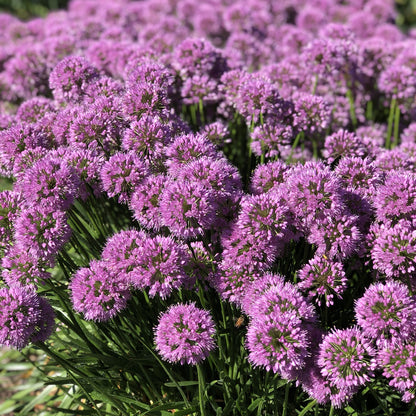 Serendipity' Allium - Photo Property of Garden Crossings LLC