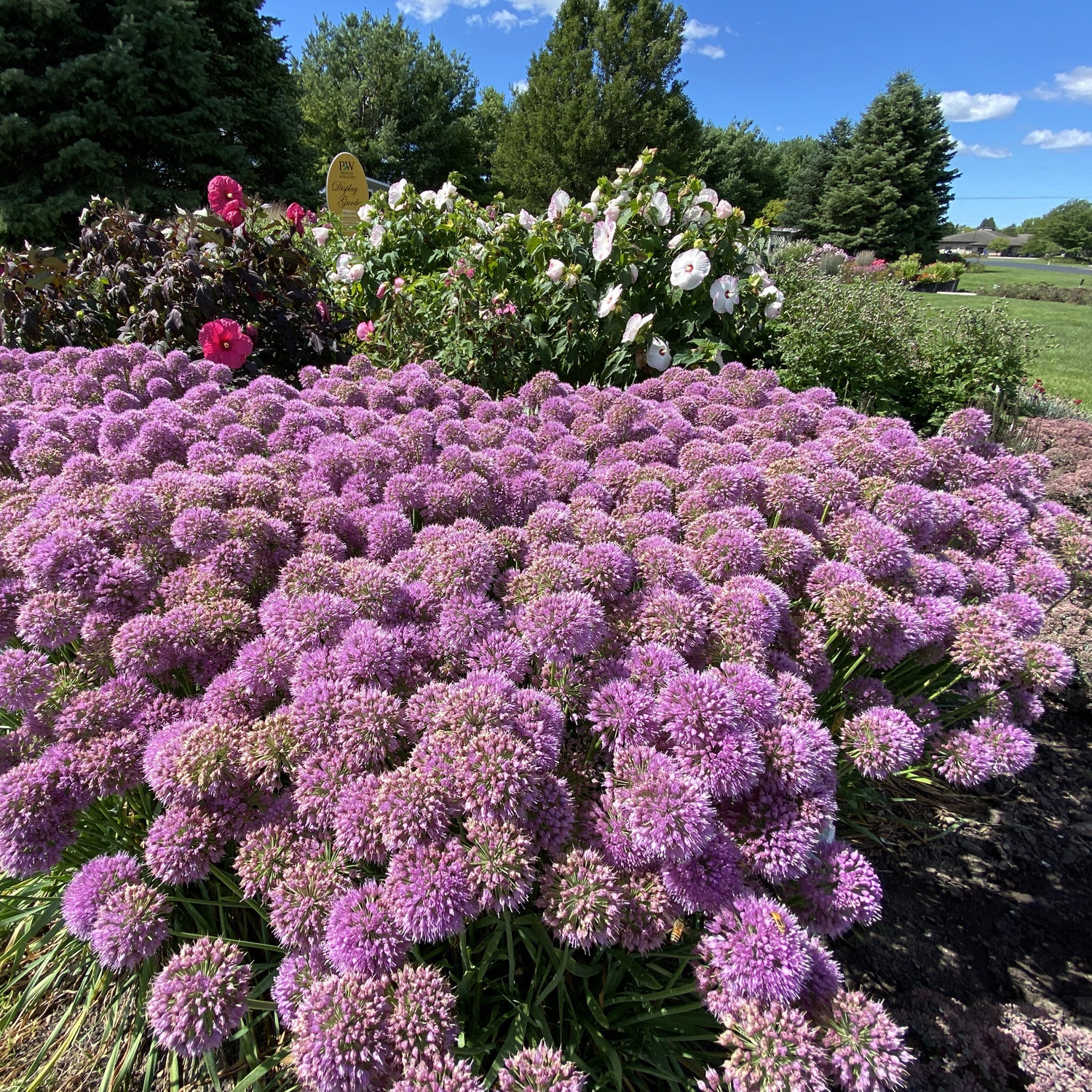 Serendipity' Allium - Photo Property of Garden Crossings LLC