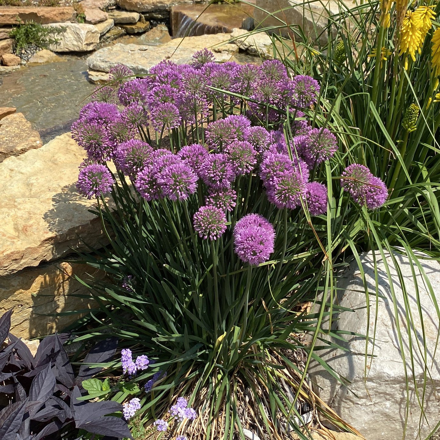 Serendipity' Allium - Photo Property of Garden Crossings LLC