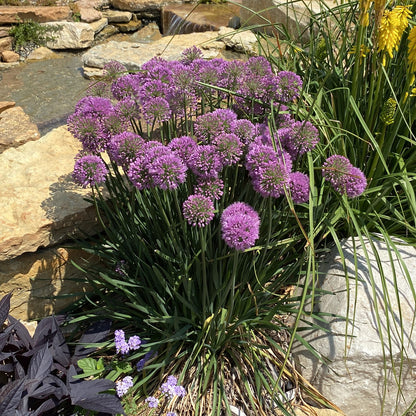 Serendipity' Allium - Photo Property of Garden Crossings LLC