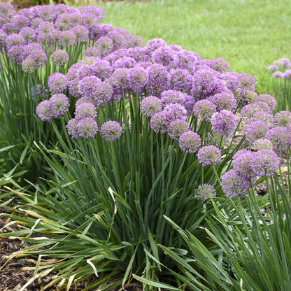 Serendipity' Allium - Photo Courtesy of Proven Winners, Inc.