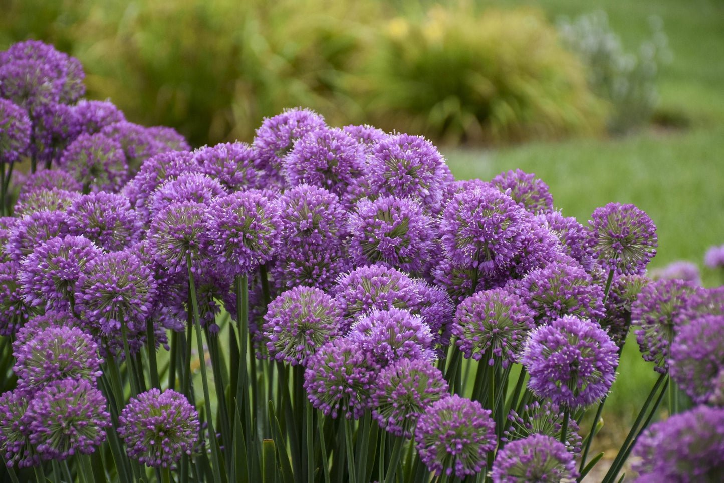 Serendipity' Allium - Photo Courtesy of Proven Winners, Inc.