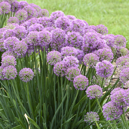 Serendipity' Allium - Photo Courtesy of Proven Winners, Inc.