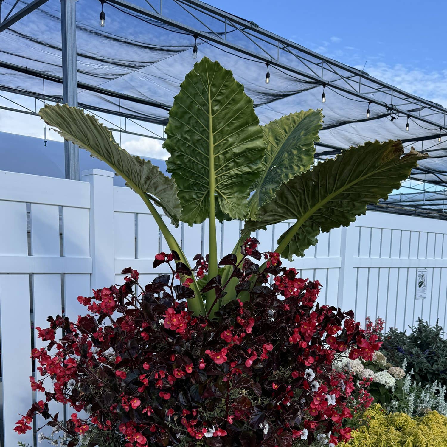 Emerald Isle™ Elephant Ears (Alocasia) - Photo Property of Garden Crossings LLC