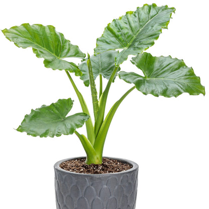 Emerald Isle™ Elephant Ears (Alocasia) - Photo Courtesy of Proven Winners, Inc.