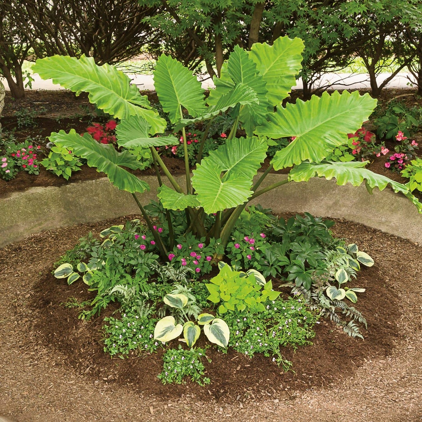 Emerald Isle™ Elephant Ears (Alocasia) - Photo Courtesy of Proven Winners, Inc.