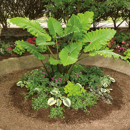 Emerald Isle™ Elephant Ears (Alocasia) - Photo Courtesy of Proven Winners, Inc.
