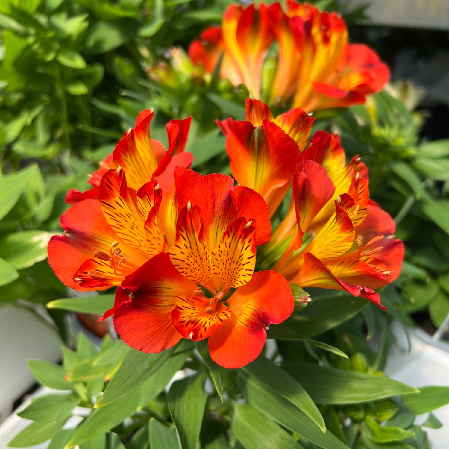 The 'Inca Holland' Peruvian Lily (Alstroemeria) displays vibrant orange and yellow blooms amid lush green leaves, with additional flowers in the background - Photo Property of Garden Crossings LLC.
