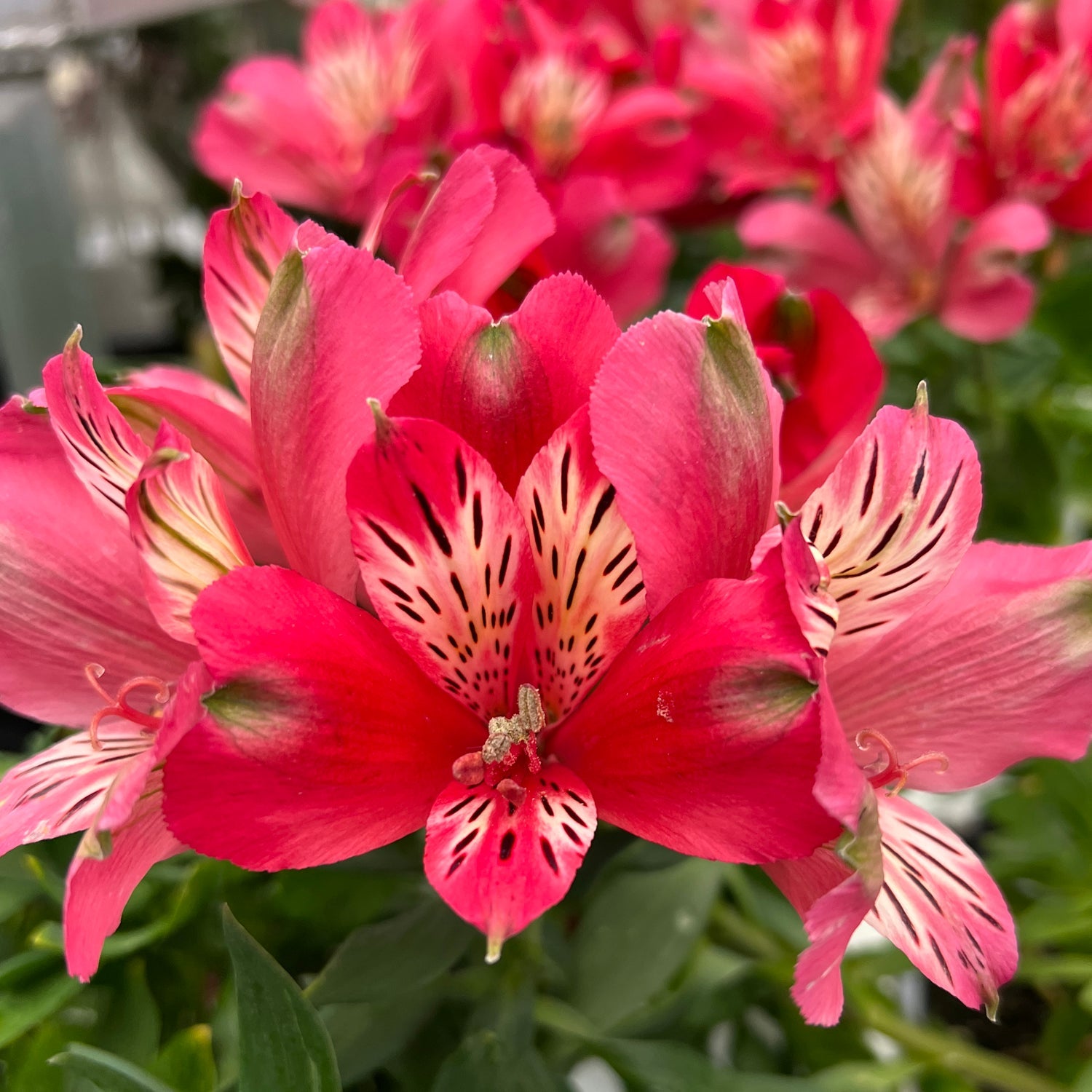 'Inca Lolly' Peruvian Lily (Alstroemeria)