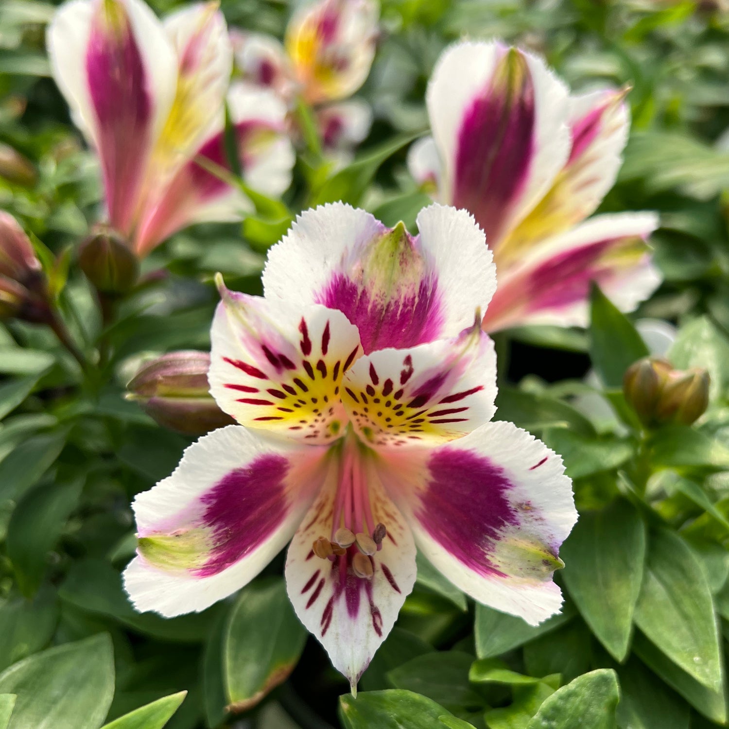 inca lily flower 'Inca Magic' Peruvian Lily (Alstroemeria)