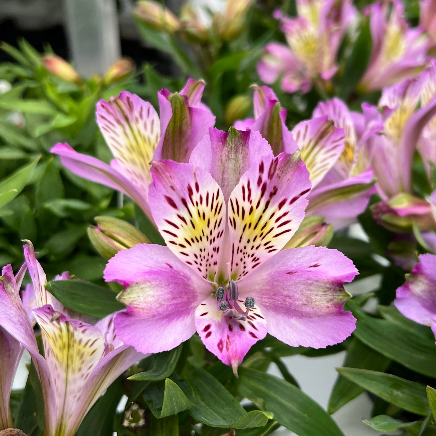 peruvian lily plant Inca Ocean' Peruvian Lily (Alstroemeria)
