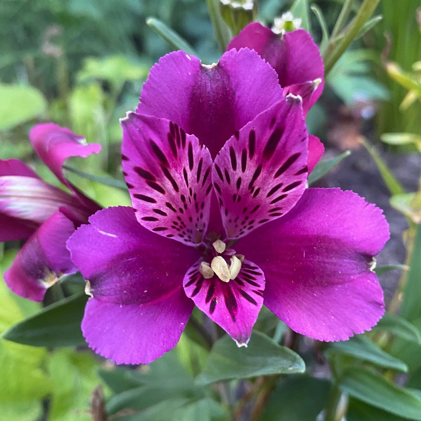 Inca Replay' Peruvian Lily (Alstroemeria) - Photo Property of Garden Crossings LLC