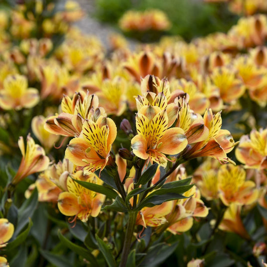 Close-up of bright yellow and orange Summer Breeze Peruvian Lily (Alstroemeria) flowers with dark streaks bloom among green leaves in a garden - Photo Courtesy of Walters Gardens, Inc.