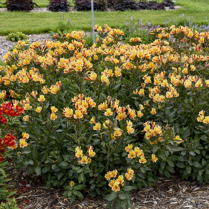 Summer Breeze Peruvian Lily (Alstroemeria) - Photo Courtesy of Walters Gardens, Inc.