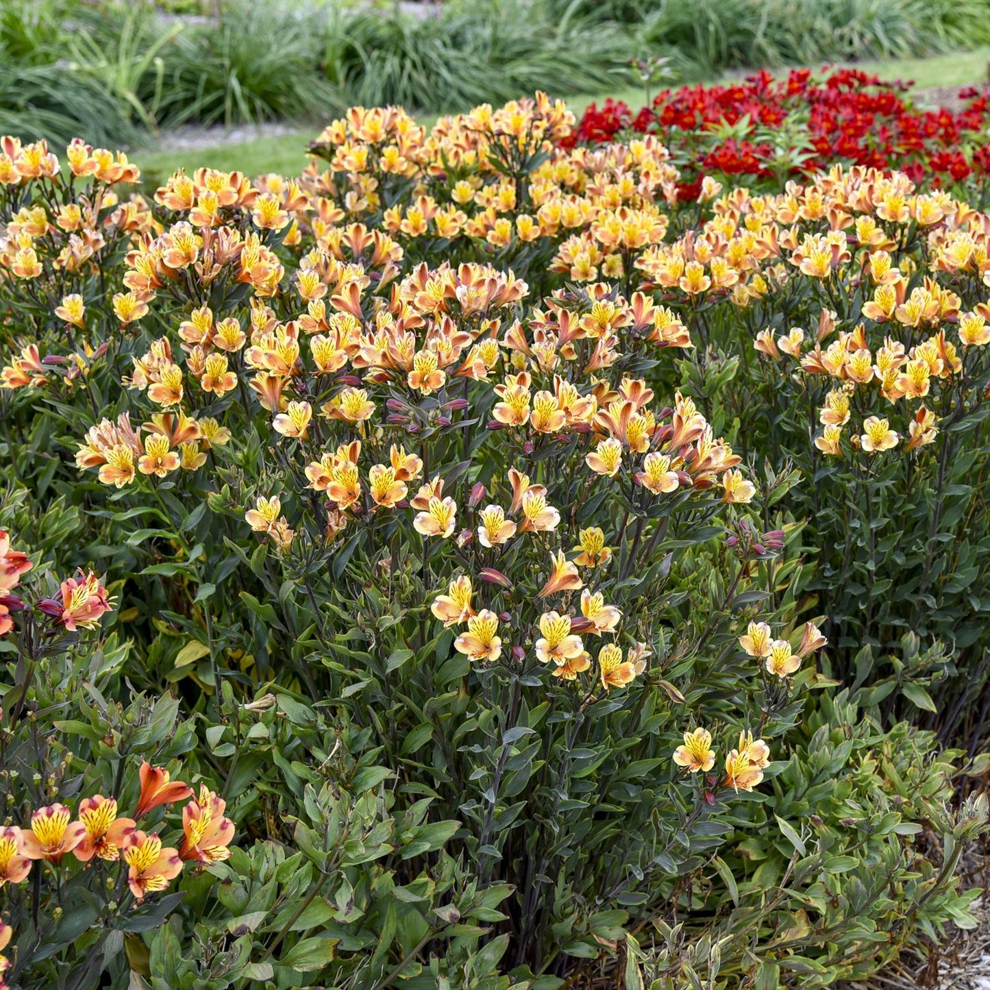 Summer Breeze Peruvian Lily (Alstroemeria) - Photo Courtesy of Walters Gardens, Inc.
