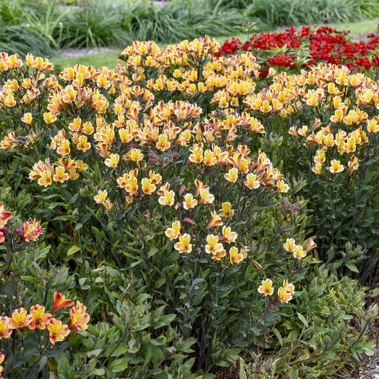 Clusters of Summer Breeze Peruvian Lily (Alstroemeria) bloom in yellow and orange amid green foliage, with red flowers in the background - Photo Courtesy of Walters Gardens, Inc.