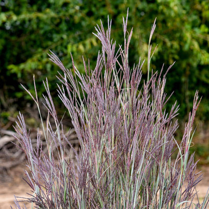 Purple-toned ornamental grass with fine, wispy seed heads and narrow blue-green leaves, photographed outdoors against a blurred green foliage background. - Photo Courtesy of Walters Gardens, Inc.