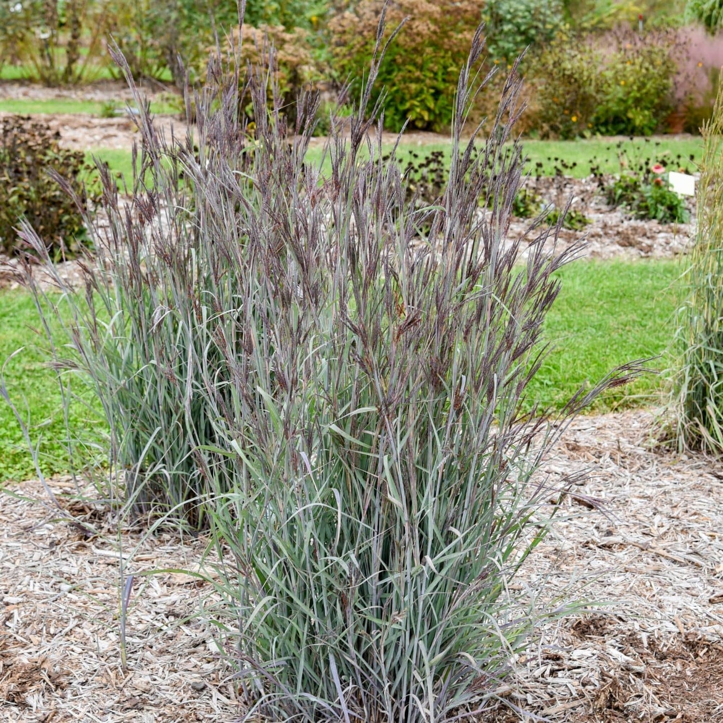 A tall ornamental grass plant with narrow silvery-blue leaves and dark purple-brown seed heads, growing in a mulched garden bed with grass and shrubs in the background. - Photo Courtesy of Walters Gardens, Inc.