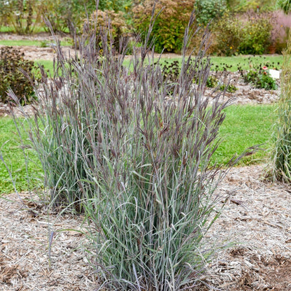 A tall ornamental grass plant with narrow silvery-blue leaves and dark purple-brown seed heads, growing in a mulched garden bed with grass and shrubs in the background. - Photo Courtesy of Walters Gardens, Inc.