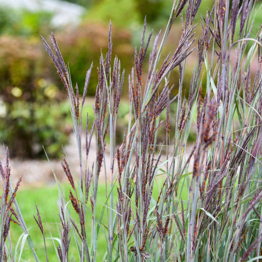 Purple ornamental grass with slender stems and dark purple-brown seed heads, photographed outdoors against a blurred green garden background. - Photo Courtesy of Walters Gardens, Inc.