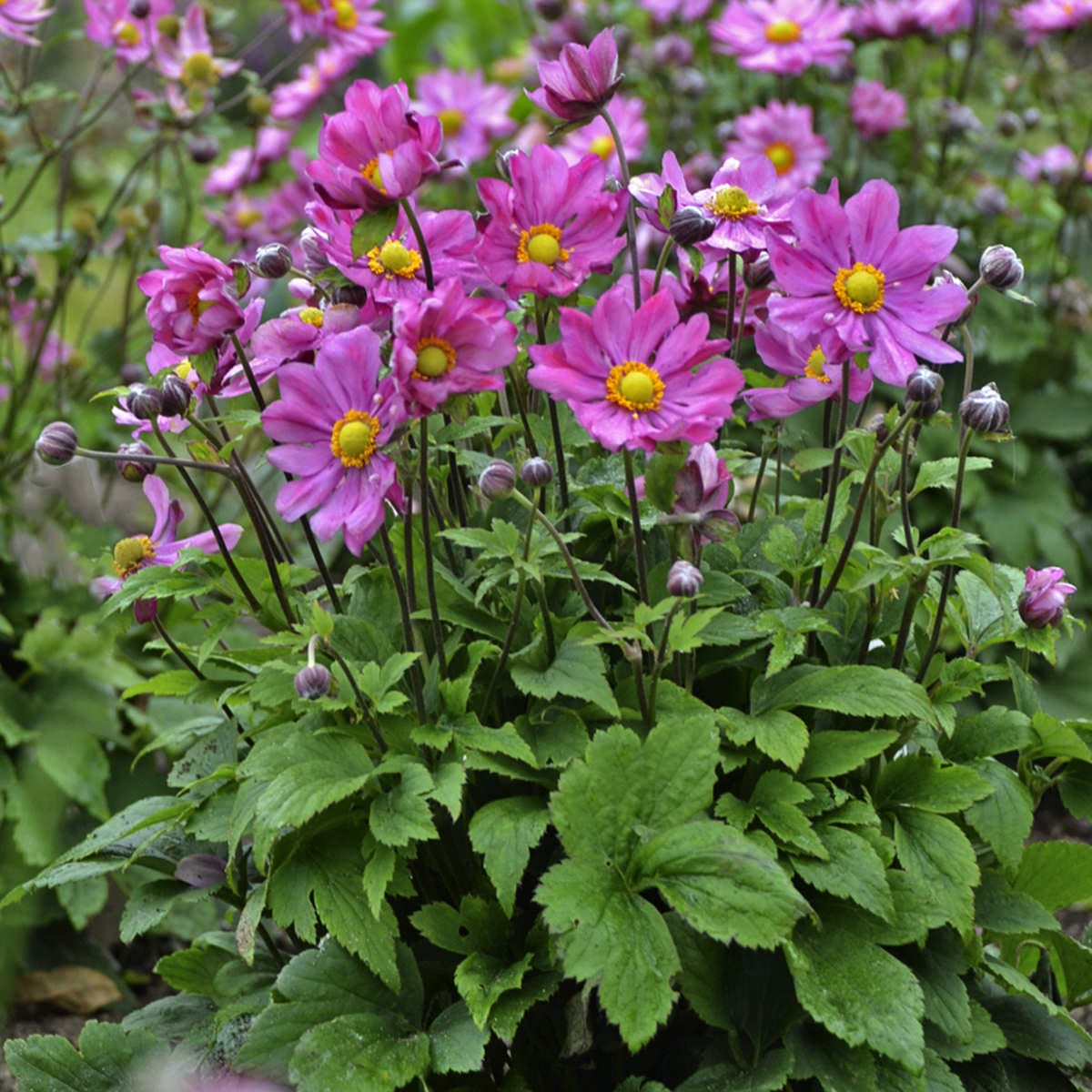 Curtain Call Deep Rose' Japanese Anemone - Photo Courtesy of Walters Gardens, Inc.