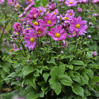 Curtain Call Deep Rose' Japanese Anemone - Photo Courtesy of Walters Gardens, Inc.