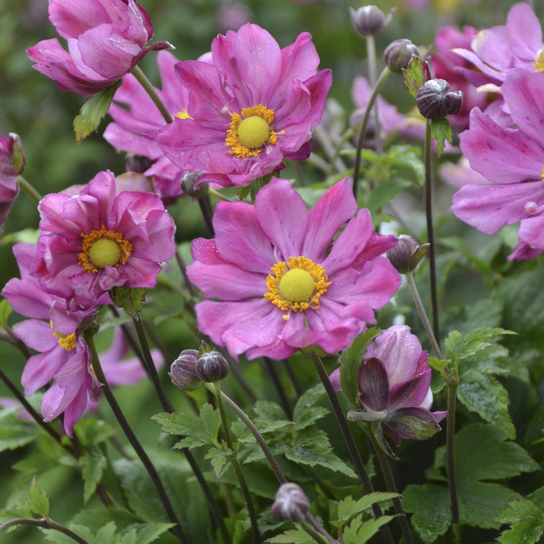 Curtain Call Deep Rose' Japanese Anemone - Photo Courtesy of Walters Gardens, Inc.
