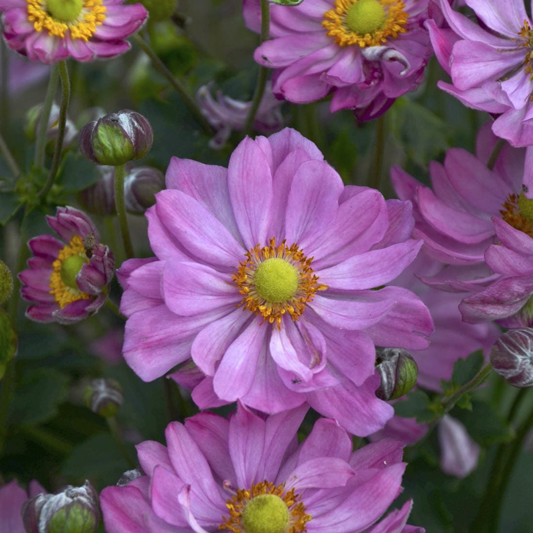 Curtain Call Deep Rose' Japanese Anemone - Photo Courtesy of Walters Gardens, Inc.