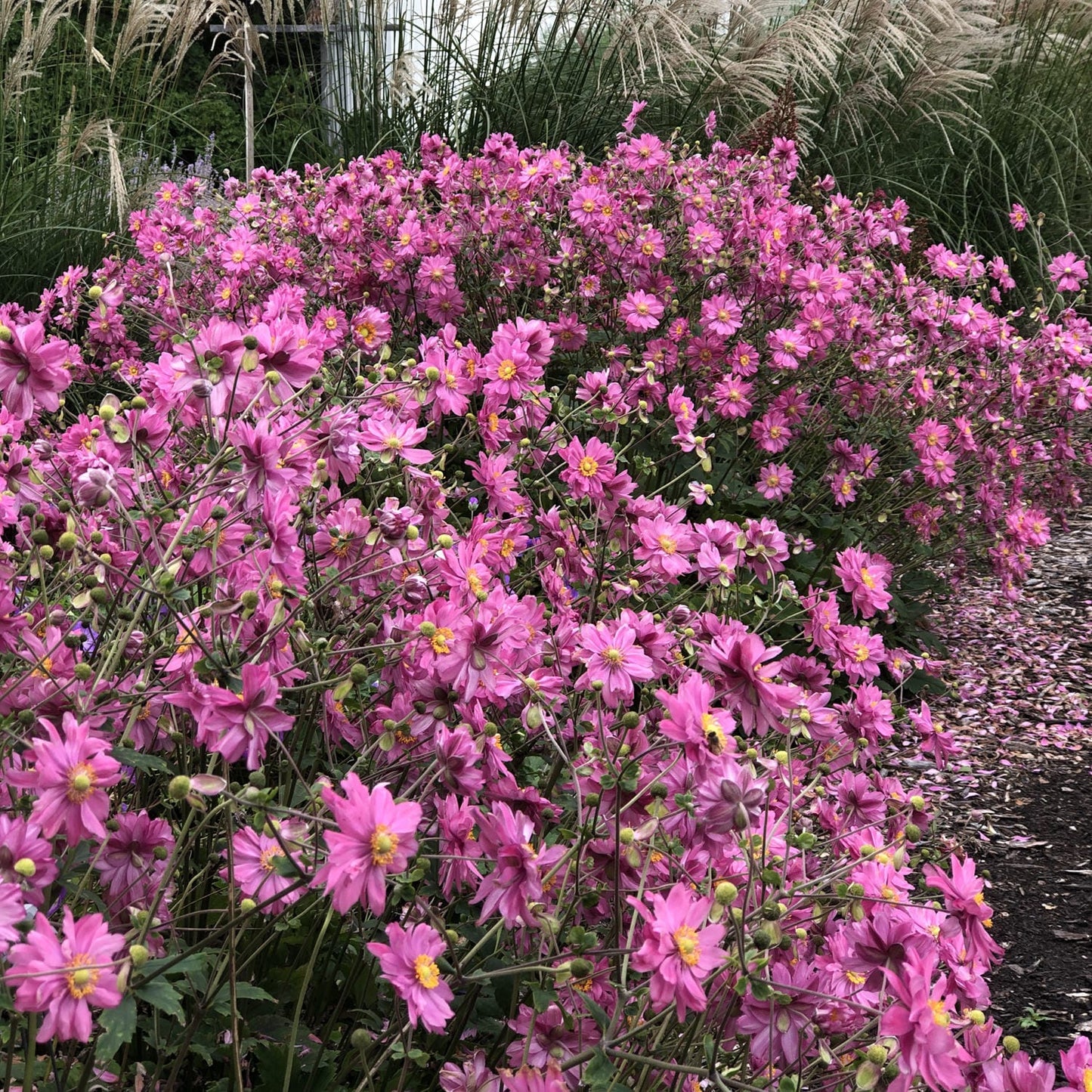 Fall in Love® 'Sweetly' Japanese Anemone - Photo Property of Garden Crossings LLC