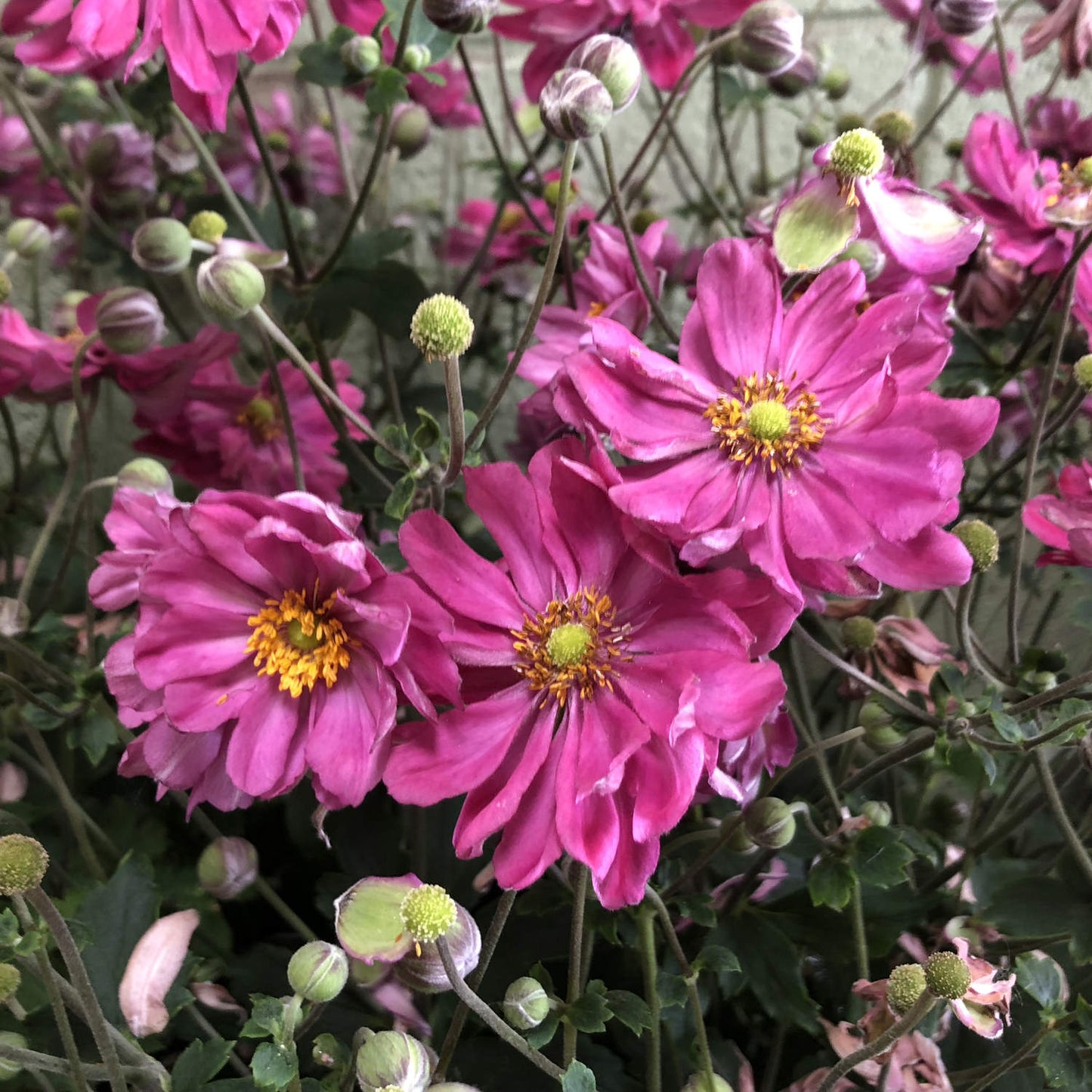 Fall in Love® 'Sweetly' Japanese Anemone - Photo Property of Garden Crossings LLC