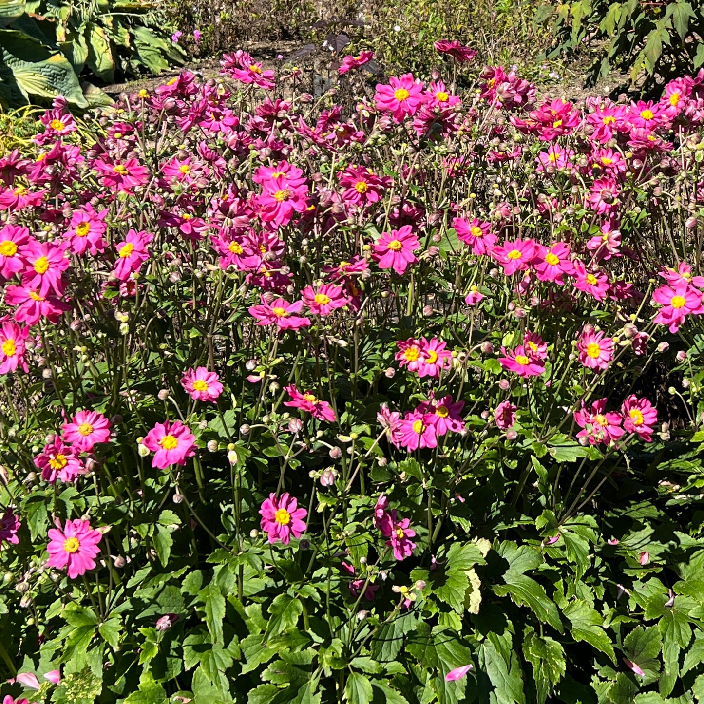 Fall in Love® 'Sweetly' Japanese Anemone - Photo Property of Garden Crossings LLC