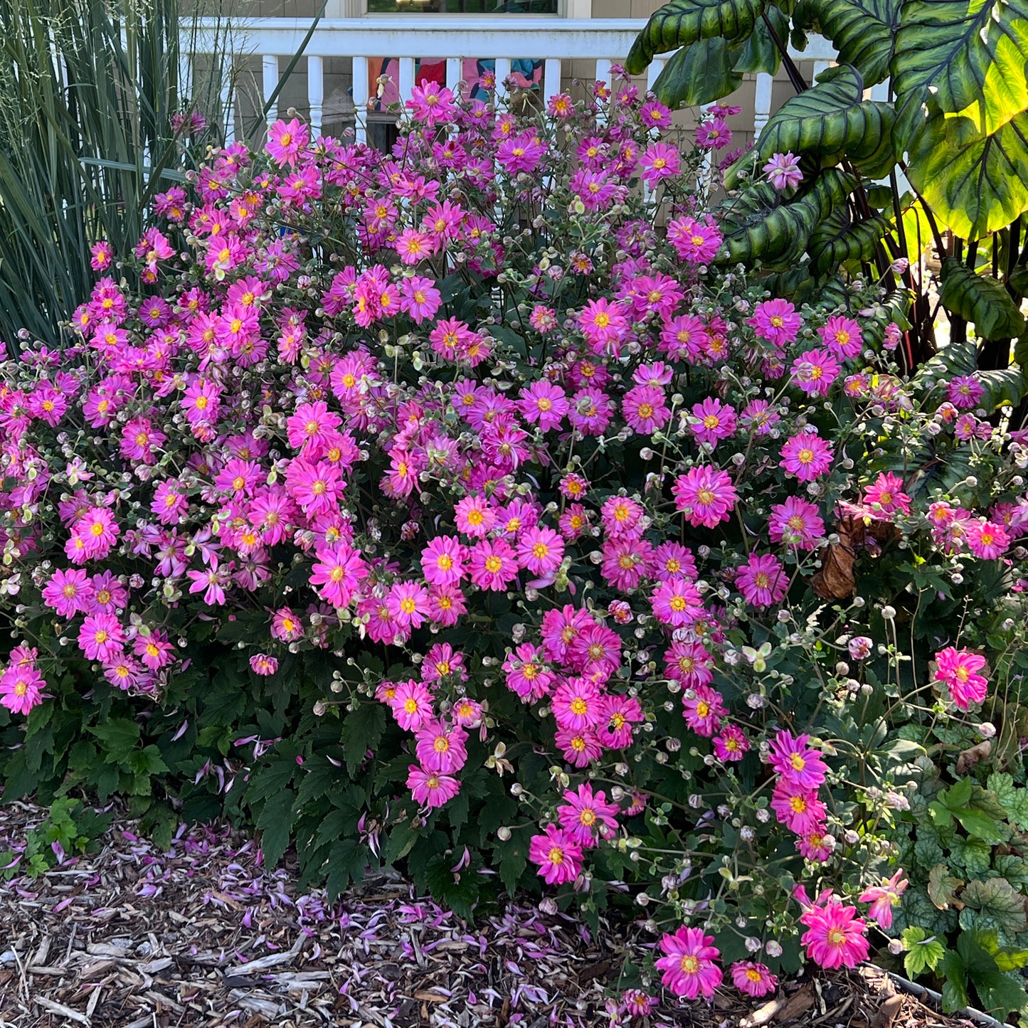 Fall in Love® 'Sweetly' Japanese Anemone - Photo Property of Garden Crossings LLC