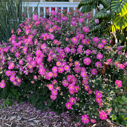 Fall in Love® 'Sweetly' Japanese Anemone - Photo Property of Garden Crossings LLC