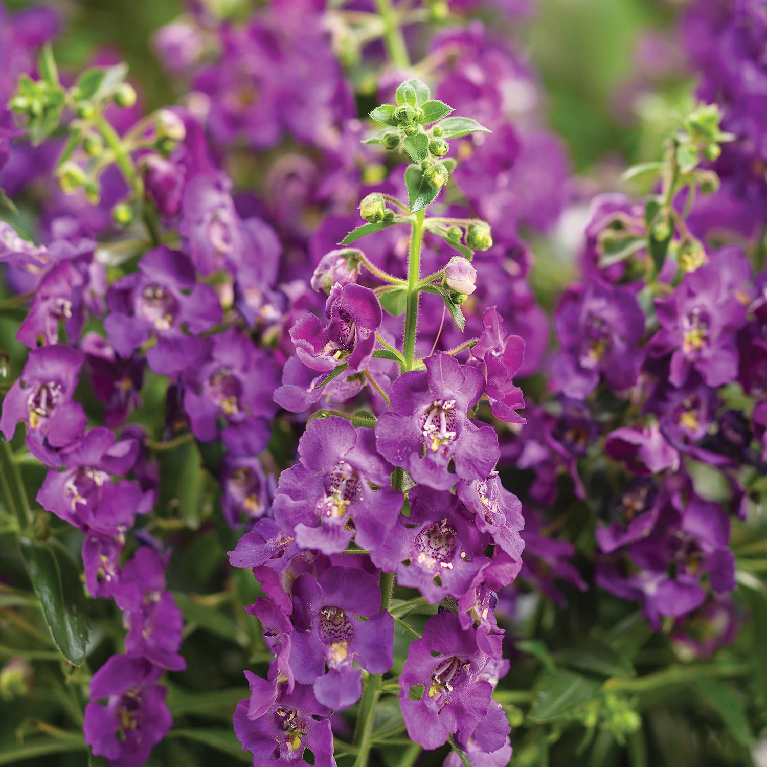 Angelface® Blue Summer Snapdragon (Angelonia) - Photo Courtesy of Proven Winners, Inc.
