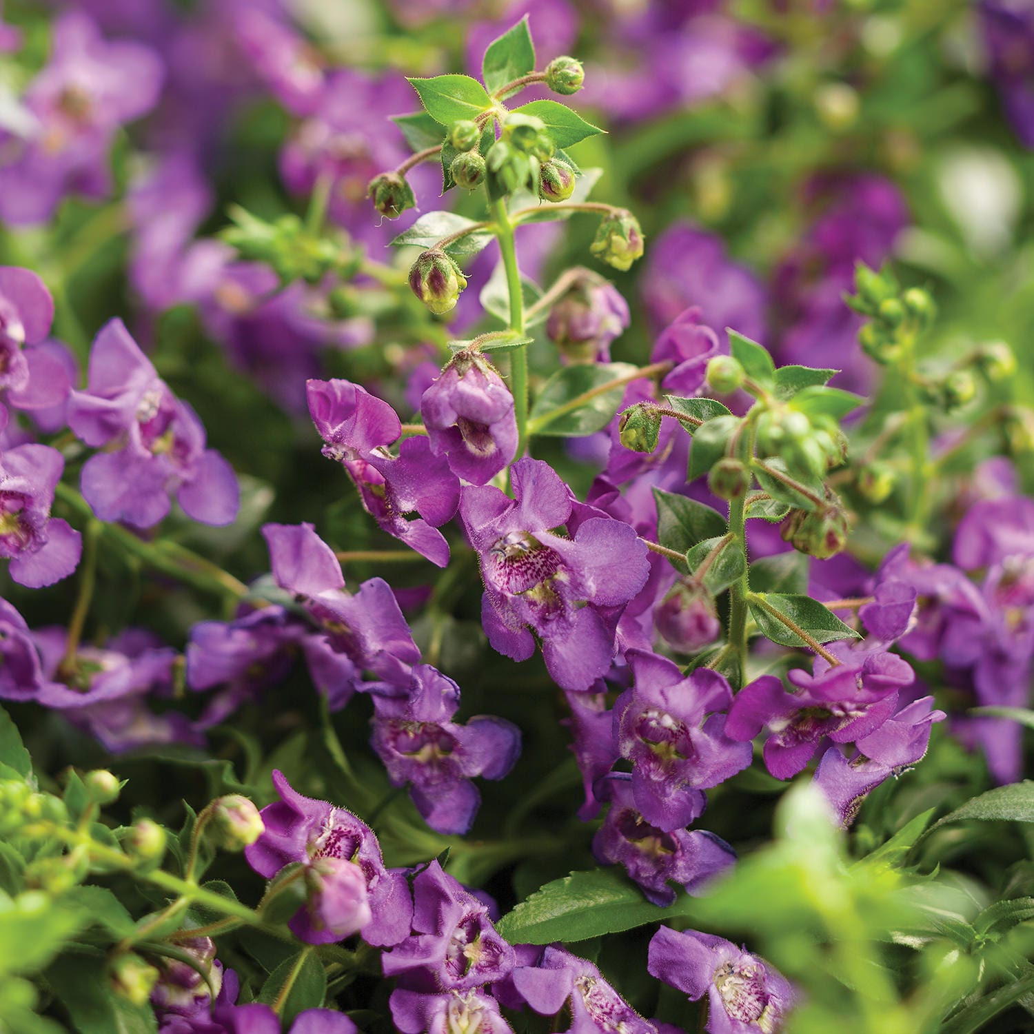 Angelface® Cascade Blue Summer Snapdragon (Angelonia) - Photo Courtesy of Proven Winners, Inc.