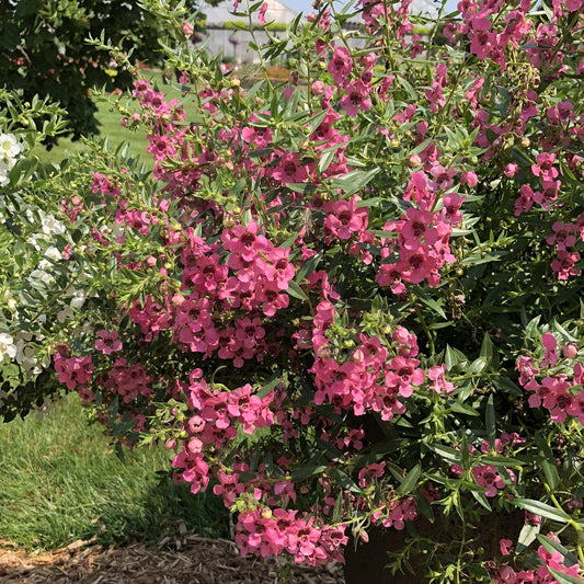 A lush Angelface® Cascade Pink Summer Snapdragon (Angelonia) bush shows vibrant pink blooms and green leaves in a garden, with white-flowered bushes and hanging summer snapdragon baskets partly seen on the left - Photo Property of Garden Crossings LLC.