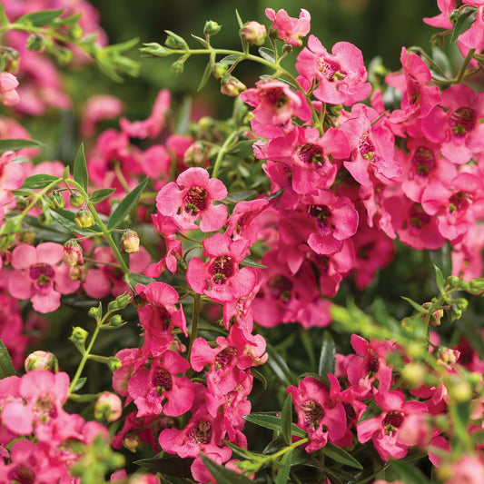 A cluster of Angelface® Cascade Pink Summer Snapdragon (Angelonia) blooms densely outdoors, showcasing vibrant pink petals and lush green foliage - Photo Courtesy of Proven Winners, Inc.