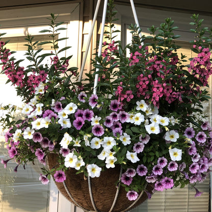 Angelface® Perfectly Pink Summer Snapdragon (Angelonia) - Photo Property of Garden Crossings LLC