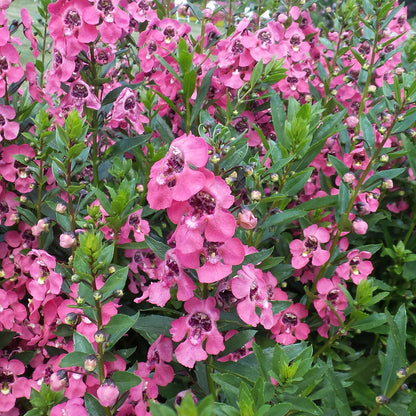 Angelface® Perfectly Pink Summer Snapdragon (Angelonia) - Photo Property of Garden Crossings LLC