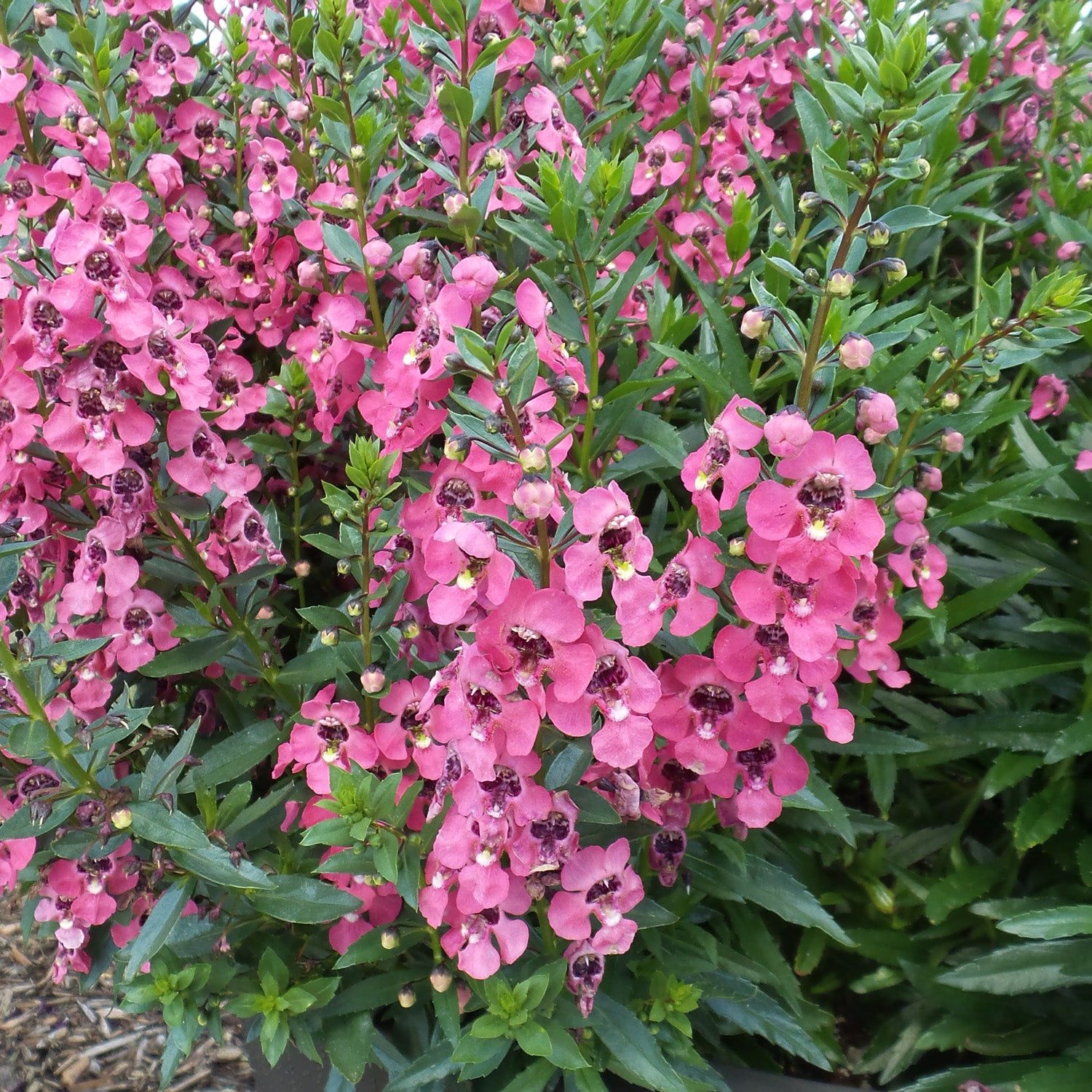 Angelface® Perfectly Pink Summer Snapdragon (Angelonia) - Photo Property of Garden Crossings LLC