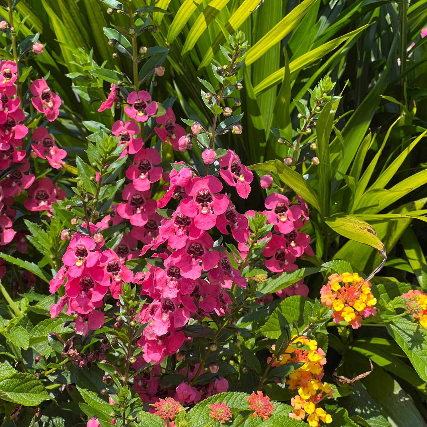 Angelface® Perfectly Pink Summer Snapdragon (Angelonia) - Photo Property of Garden Crossings LLC