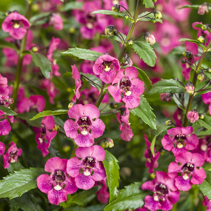 Angelface® Perfectly Pink Summer Snapdragon (Angelonia) - Photo Courtesy of Proven Winners, Inc.