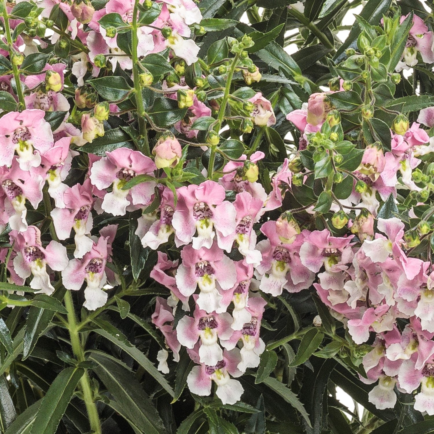 A cluster of Angelface® Wedgwood Pink Summer Snapdragon (Angelonia) with green, lance-shaped leaves in the background. The flowers feature delicate tubular blooms with striking yellow and purple centers - Photo Courtesy of Proven Winners, Inc.