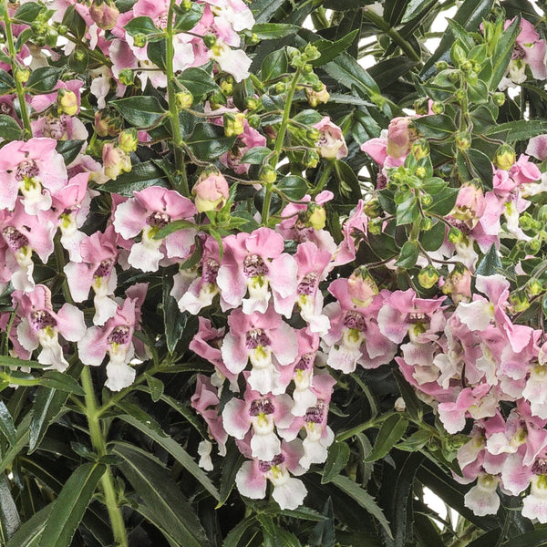 Angelface® Wedgwood Pink Summer Snapdragon (Angelonia) | Garden
