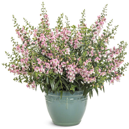 Angelface® Wedgwood Pink Summer Snapdragon (Angelonia) showcases abundant pink and white blooms with green leaves in a stylish light-blue ceramic pot - Photo Courtesy of Proven Winners, Inc. Decorative pot not included.