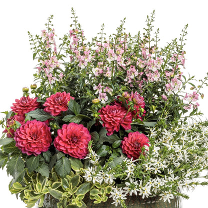 A vibrant floral display with large red dahlias, Angelface® Wedgwood Pink Summer Snapdragon (Angelonia), and clusters of small white flowers set against lush green foliage on a white background - Photo Courtesy of Proven Winners, Inc. Decorative pot not included.