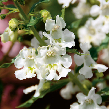 Angelface® White Summer Snapdragon (Angelonia) - Photo Courtesy of Proven Winners, Inc.